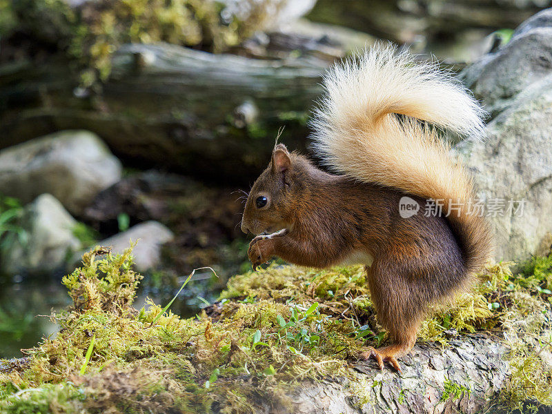 苏格兰红松鼠(Sciurus vulgaris)